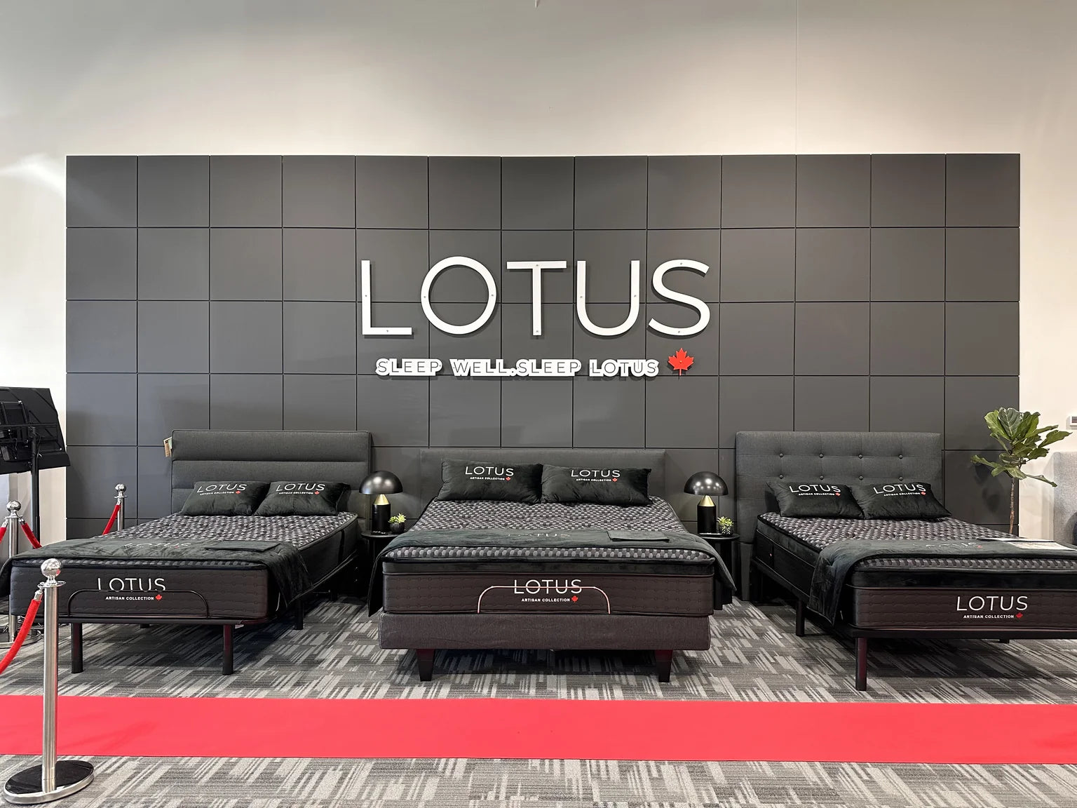 Three Lotus Artisan mattresses on display behind a red velvet rope under the Lotus wall in a Modern Mattress store
