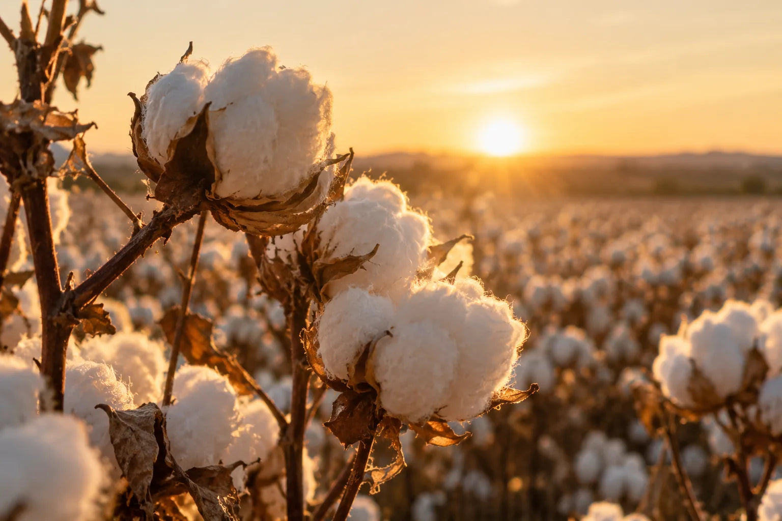 Soft open cotton bolls glowing in the evening sun